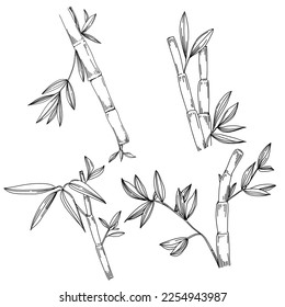 Bamboo plant by hand drawing sketch. Floral tattoo highly detailed in line art style. Black and white clip art isolated on white background. Antique vintage engraving illustration. - Shutterstock ID 2254943987