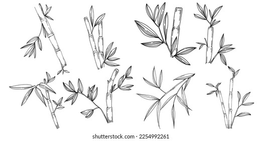 Bamboo plant by hand drawing sketch. Floral tattoo highly detailed in line art style. Black and white clip art isolated on white background. Antique vintage engraving illustration.