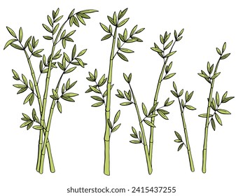 Bamboo plant graphic color isolated sketch illustration vector