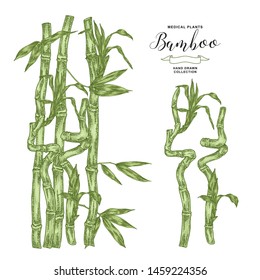Bamboo plant. Hand drawn green leaves and branches of bamboo isolated on white background. Vector botanical illustration.