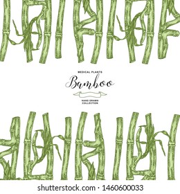 Bamboo plant. Hand drawn green leaves and branches of bamboo isolated on white background. Vector botanical illustration.