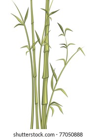 Bamboo plant isolated on white