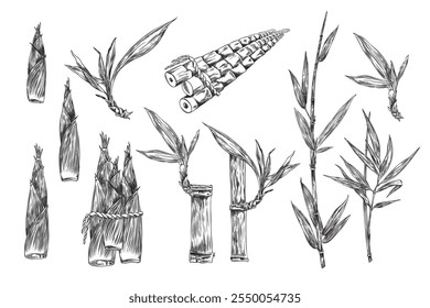 Bamboo plant leaves, branches, stalk and grain bunch tied with rope engraved sketch vector set. Outline Asian or Africa tropical forest Bamboo harvest. Hand drawn nature floral design element isolated