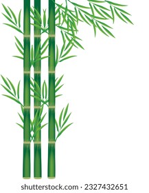 bamboo plant on white background vector design