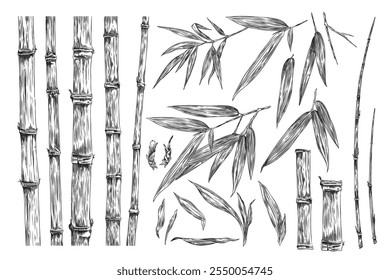 Bamboo plant pieces collection. Stalk, leaves, twigs engraved sketch vector set. Hand drawn Asian nature floral design elements. Outline East tropical forest Bamboo stem, foliage isolated on white