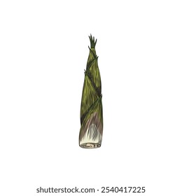 Bamboo plant pod piece color sketch. East tropical forest Bamboo stalk part. Asian nature floral hand drawn design element. Vector illustration isolated on white