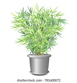 Bamboo plant in pot. Realistic vector illustration on white background for house and office interior design.