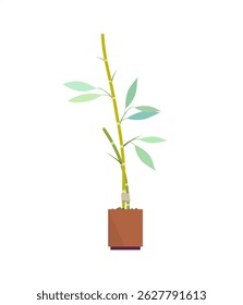 Bamboo plant with pot vector illustration