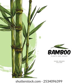 Bamboo plant, stalk with leaves color sketch. Hand drawn Asian nature floral label design. Outline East tropical forest Bamboo stem with foliage on green watercolor stain vector illustration