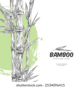 Bamboo plant, stalk with leaves engraved sketch. Hand drawn Asian nature floral label design. Outline East tropical forest Bamboo stem with foliage on green watercolor stain vector illustration