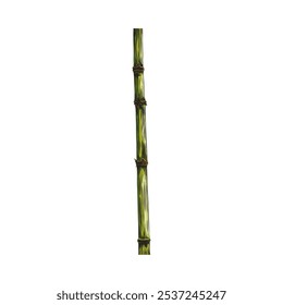 Bamboo plant stalk piece color sketch icon. East tropical forest Bamboo stem stick. Vector hand drawn illustration of Asian nature floral design element isolated on white