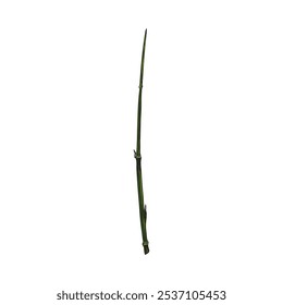 Bamboo plant stalk or twig color sketch. Vector hand drawn Asian nature floral design element. East tropical forest Bamboo stem or stick illustration isolated on white