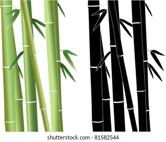 Bamboo plant vector