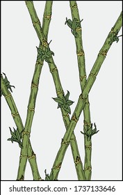 Bamboo plants background. Blooming bamboo stalks vector illustration.