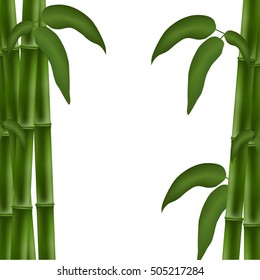 Bamboo poster. Template for design. Vector illustration