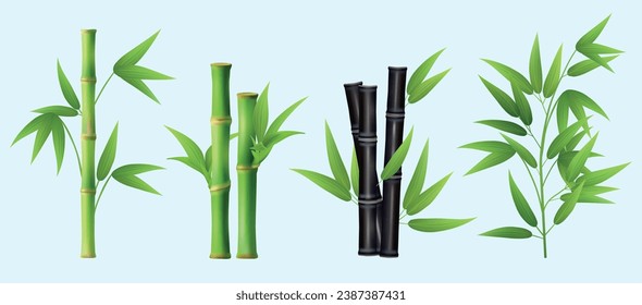 Bamboo. Realistic plants different types of bamboo decent vector pictures collection svg