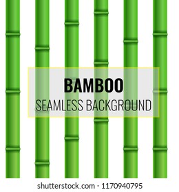 Bamboo Seamless background pattern. Realistic Vector illustration.