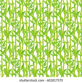 Bamboo seamless pattern on white background.