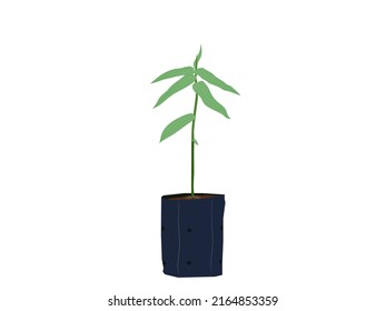 bamboo seedlings on a white background.