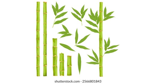 Bamboo set. Asian forest plant with branches and leaves, green bamboo sprouts, Chinese or Japanese flora flat set. 