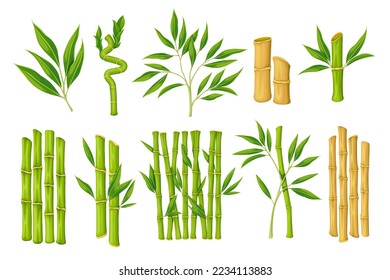 Bamboo set vector illustration. Cartoon isolated plant with branches and leaves from Japanese, Chinese or Thai forest, organic leaf on green sprout and dry wooden stems for bamboo reed decoration