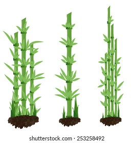 Bamboo and shoot