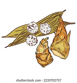 Bamboo shoot, bamboo shoot on white background, vector illustration.Asian food. Rice on leaves.