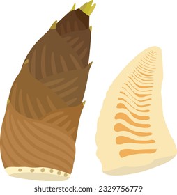 Bamboo shoot bamboo sprout Takenoko whole and cut hand drawn vector illustration set