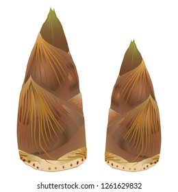 The bamboo shoots