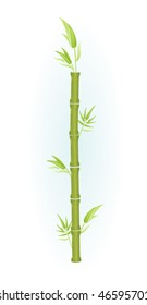  Bamboo shoots on white
