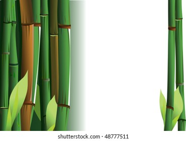 Bamboo Shoots On White Background. Vector Illustration.