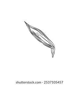 Bamboo simple leaf. Sketch style. A curved, elongated leaf with a natural texture. Hand drawn. Plant. Nature. Botanical vector illustration isolated on white background.
