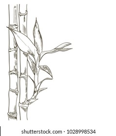 Simple Bamboo Sketch Drawing with Pencil