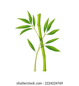 Bamboo stalk and branch with green leaves vector illustration. Cartoon isolated leaf growing on stem and vertical stick of tropical grass, decorative plant for floral decoration, oriental garden