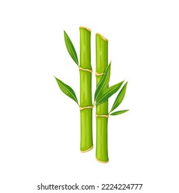 Bamboo stalk with green leaves vector illustration. Cartoon isolated two pieces of sticks with growing leaf on branch, Japanese, Thai or Chinese traditional decoration, natural oriental garden