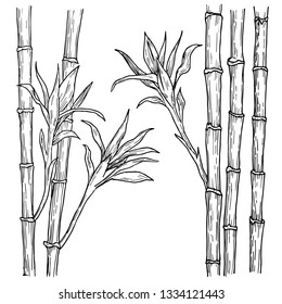 Bamboo stalk and leaves hand drawn. Vector engraved style illustration, isolated on white background.