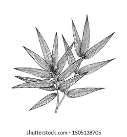 Bamboo stalk and leaves. Ink sketch. Vector hand drawn illustration.