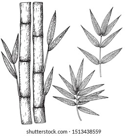 Bamboo stalk and leaves. Ink sketch. Vector hand drawn illustration.