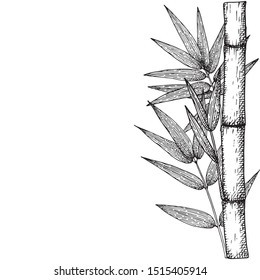 Bamboo stalk and leaves. Ink sketch. Vector hand drawn illustration.