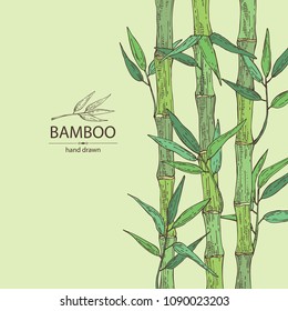 Bamboo: bamboo stalk and leaves. Vector hand drawn illustration.