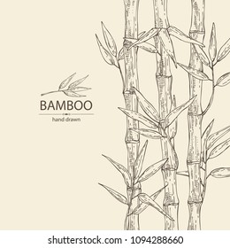 Bamboo: bamboo stalk and leaves. Vector hand drawn illustration.