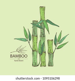 Bamboo: bamboo stalk and leaves. Vector hand drawn illustration.