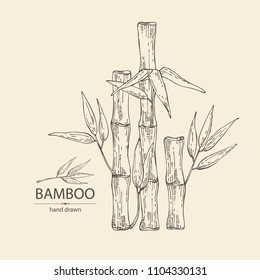 Bamboo: bamboo stalk and leaves. Vector hand drawn illustration.