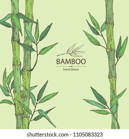 Bamboo: bamboo stalk and leaves. Vector hand drawn illustration.