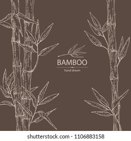 Bamboo: bamboo stalk and leaves. Vector hand drawn illustration.