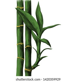 Bamboo stalk and leaves. Vector hand drawn sketch illustration.