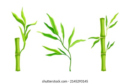 Bamboo stalks with leaves. Tropical organic green plant vector illustration