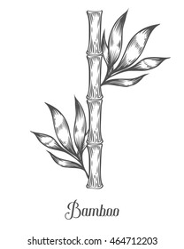 Bamboo stem branches and leaf vector hand drawn illustration. Black bamboo on white background. Engraving style. Asian plant set. Ingredient for food, care treatment