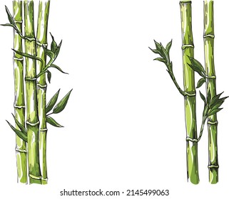 Bamboo: stem and leaves of bamboo. Colored vector hand drawing isolated on white background.