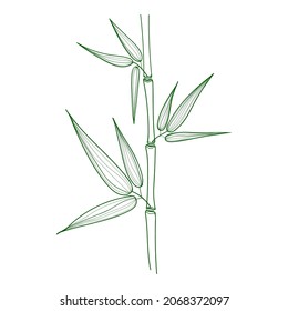 Bamboo stem with leaves, green on white background. Botanical hand drawn illustrations 